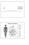 PULSOS Fisiologia. Sistema Circulatório. Aorta Artérias Arteríolas Capilares Vénulas Veias Cavas