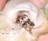 INCIDÊNCIA DA SARNA OTODÉCICA EM GATOS ASSINTOMÁTICOS INCIDENCE OF EAR MANGE IN ASYMPTOMATIC CATS