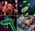 Matéria: Biologia Assunto: Unicelulares e multicelulares - Eucariotos Fungos Prof. Enrico Blota