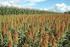 Zoneamento de riscos climáticos para a cultura de milho no Rio Grande do Sul