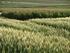 Impacto de espécies de inverno no rendimento de grãos de culturas de verão e de trigo no inverno subseqüente 1