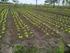Cultivo de sequeiro da mamona adubada com casca de mamona e fertilizante nitrogenado
