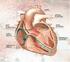 Arritmias cardíacas. Distúrbios na formação e/ou. condução do impulso cardíaco.