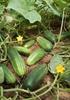 Physical and chemical characteristics of cucumber melon in different stages of maturation