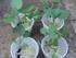 DESENVOLVIMENTO INICIAL DE MUDAS DE COUVE-FOLHA EM FUNÇÃO DO USO DE EXTRATO DE ALGA (Ascophyllum nodosum)