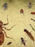 Coleoptera (Insecta) em sistemas aquáticos florestados: aspectos. morfológicos, comportamentais e ecológicos.