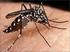 O Ministério da Saúde confirmou a terceira morte relacionada ao vírus da zika,