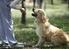 Comportamento e adestramento de cães
