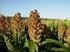 Viabilidade econômica da cultura do sorgo granífero na região Centro-Oeste