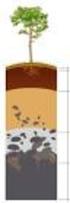 FICHA DE TRABALHO / TRABALHO DE CAMPO / TRABALHO EXPERIMENTAL. A BIODIVERSIDADE UM TESOURO A PROTEGER O quê Objetivos Onde