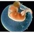 Desenvolvimento Embrionário e Anexos Embrionários. Prof. Msc. Roberpaulo Anacleto