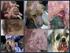 Pênfigo foliáceo canino: estudo retrospectivo de 43 casos clínicos e terapia ( ) 1