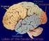 Desenvolvimento neurológico: Neurologic development: I NTRODUÇÃO. avaliação evolutiva. evolutional assessment
