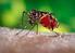 Boletim Epidemiológico. Dengue Chikungunya Zika. A dengue no mundo