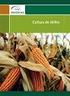 Circular. Técnica SORGO SACARINO, A SEGUNDA SAFRA DO ETANOL NO BRASIL