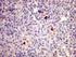 Morfologia das células do sangue periférico em emas (Rhea americana)