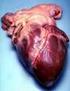 Fisiologia valvular cardíaca