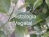 HISTOLOGIA VEGETAL HISTOLOGIA VEGETAL HISTOLOGIA VEGETAL HISTOLOGIA VEGETAL HISTOLOGIA VEGETAL HISTOLOGIA VEGETAL 03/06/2013.