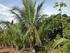 Seleção de cultivares de coqueiro para diferentes ecossistemas do Brasil.