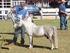 Associação Brasileira dos Criadores de Mini-Horse MINI-HORSE