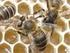Avaliação da agressividade de abelhas africanizadas (Apis mellifera) associada à hora do dia e a temperatura no município de Mossoró - RN