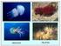 São animais aquáticos Predominantemente marinhos Flutuantes (medusas) ou sésseis (pólipos) Simetria radial Cavidade gastrovascular Células urticantes