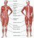 Miologia e anatomia funcional do abdômen, quadril e membros inferiores