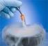 Criopreservação de Embriões