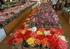 Mercado Brasileiro de Flores e Plantas Ornamentais e suas Perspectivas no Comércio Internacional