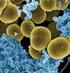 INCIDÊNCIA DE STAPHYLOCOCCUS AUREUS E DE BACTÉRIAS DA FAMÍLIA ENTEROBACTERIACEAE EM CÉDULAS DE R$ 1,00, R$ 5,00, R$ 10,00 E R$ 50,00