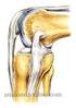 Osteologia e Artrologia. Tema F Descrição e caraterização funcional do sistema ósseo e articular do membro inferior.