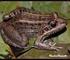 Dieta de Leptodactylus latrans (Steffen, 1815) na Serra do Sudeste, Rio Grande do Sul, Brasil