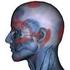 Effect of sternocleidomastoid, upper trapezius and pectoral muscle stretching in oral breathing patient. Relato de Caso