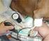 Valores de pressão arterial de cães da raça Golden Retriever clinicamente sadios