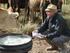 A aplicação da Homeopatia para controle de mastite e papilomatose bovina em rebanho leiteiro no vale do Ivaí