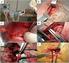 Segmentação anatomo-cirúrgica arterial do rim de javali (Sus scrofa) adulto