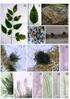 Efeito de extrato aquoso de Melia azedarach no desenvolvimento das fases imatura e reprodutiva de Spodoptera frugiperda