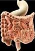 Pâncreas O Pâncreas é um órgão do sistema digestivo e endócrino. Tem uma função exócrina (segregando suco pancreático que contém enzimas digestivas) e