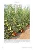 Absorção de nutrientes pelo tomateiro cultivado sob condições de campo e de ambiente protegido. (Aceito para publicação em 30 de novembro de 2001)
