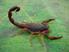 O Escorpião Marrom (TityusBahiensis) tem o tronco marrom, patas amareladas com manchas escuras e cauda marrom-avermelhado.