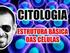 CITOPLASMA E ORGANELAS CITOPLASMÁTICAS. Prof a Cristiane Oliveira