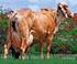 Eficiências Reprodutiva e Produtiva em Vacas das Raças Gir, Holandês e Cruzadas Holandês x Zebu 1