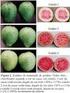 Efeito do estádio de maturação e da temperatura na germinação de sementes de Sabal mauritiiformis (1)