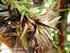 Germinação de sementes e sobrevivência das plântulas de Tillandsia geminiflora Brongn, em diferentes substratos