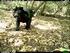 CÃES DOMÉSTICOS EM UMA PAISAGEM FRAGMENTADA: ABUNDÂNCIA E USO DE HÁBITATS NA ZONA RURAL DE SÃO LUIZ DO PARAITINGA (SP).