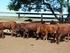 CARNE BOVINA A posição do Sul do Continente. Francisco Vila Consultor internacional