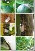 Formigas (Hymenoptera: Formicidae) da Ilha João da Cunha, SC: composição e diversidade