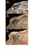Espécies de Proceratophrys Miranda-Ribeiro, 1920 com apêndices palpebrais