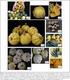 Diversidade morfológica de variedades crioulas de milho pipoca conservadas por agricultores familiares do oeste catarinense