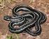 Herpetology Notes, volume 7: (2014) (published online on 25 January 2014)